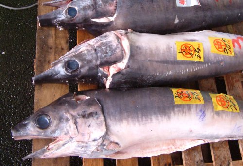メカジキ科について＆生物一覧 | 市場魚貝類図鑑