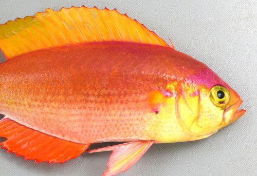 シキシマハナダイ