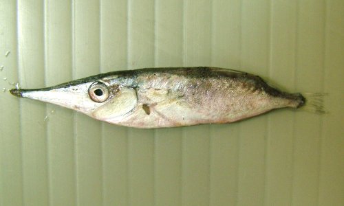クリックで拡大表示