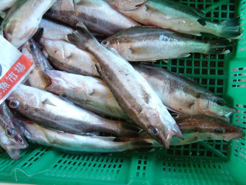 静岡県沼津の深場の底曳き網