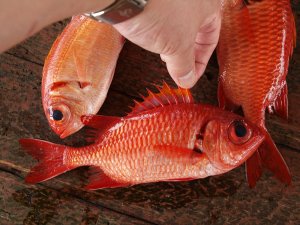 沖縄県与那城漁協で水揚げされたアカマツカサ属の魚