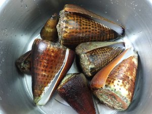 クリックで拡大表示 石垣島産のイモガイ科