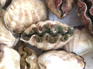 沖縄県で売られているヒメジャコ