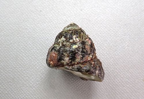 コシダカガンガラ