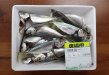 記事のサムネイル写真