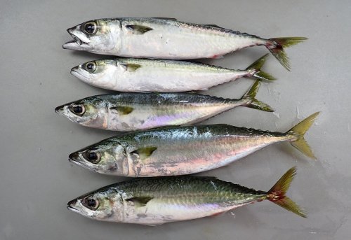 相模湾、マサバ