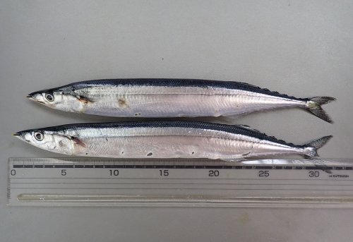 北海道産サンマ
