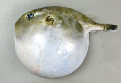 フグの標本 フグ | 市場魚貝類図鑑