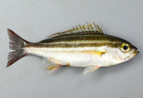 クリックで拡大表示 イサキの幼魚