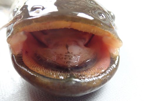 ナマズ | 市場魚貝類図鑑