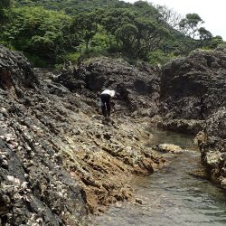 屋久島のウマンコを食べる | コラム | 市場魚貝類図鑑