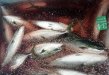 記事のサムネイル写真