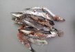 小魚