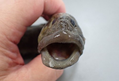 ナガガジ
