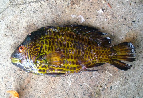 防波堤　釣り