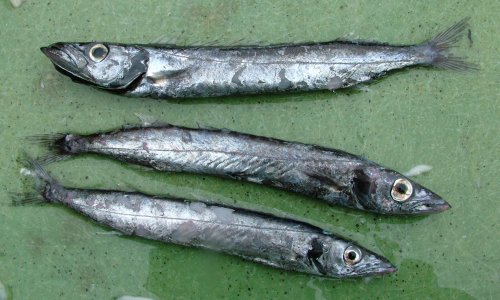 静岡県沼津港の巻き網に混ざっていた若魚