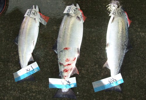 クリックで拡大表示 宮城県気仙沼の魚市場に並ぶサクラマス