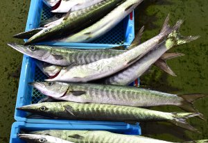沖縄本島の市場に並ぶオオカマス