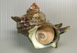 千葉県産サザエ