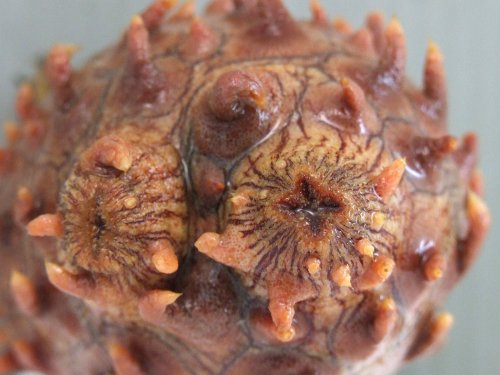 クリックで拡大表示 生物学的なホヤ
