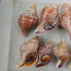 Neptuneaは苦痛の種 | コラム | 市場魚貝類図鑑