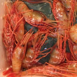 増毛産「ぼたんえび」に満足満足！ | コラム | 市場魚貝類図鑑