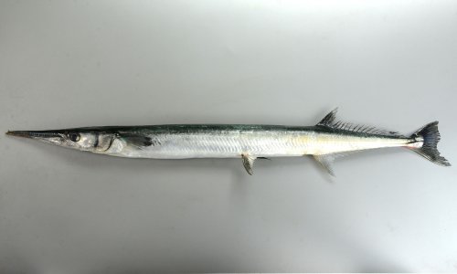 オキザヨリ