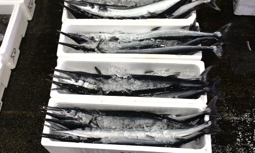 小田原魚市場,ダツの水揚げ