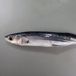 ツクシトビウオ二戦二引き分けでフライに天ぷら | コラム | 市場魚貝類図鑑