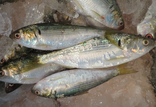 コノシロ（鰶） | 市場魚貝類図鑑