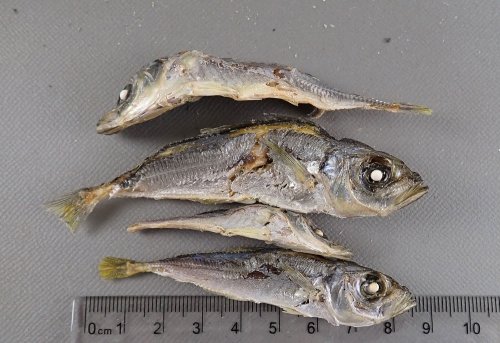 あじ煮干し