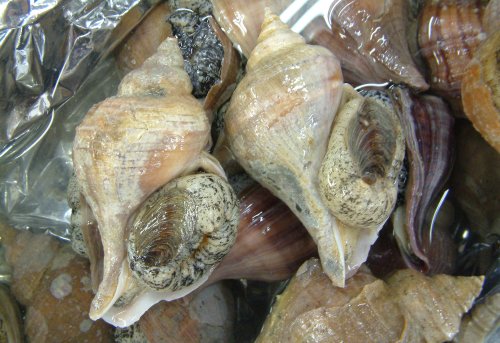 厚岸産Bつぶ