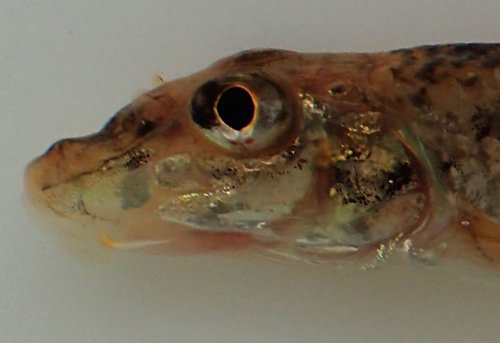 カマツカのヒゲ