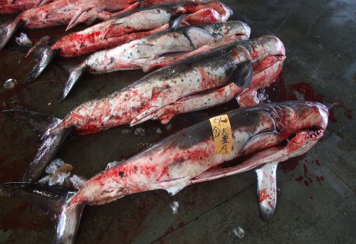 気仙沼魚市場に並ぶネズミザメ