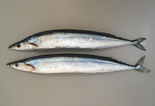 目黒のさんま,塩さんま