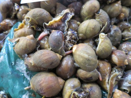 クリックで拡大表示 福島県産モスソガイ