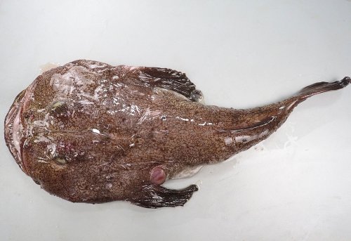 初あんこう2 あんこう鍋・煮つけセットで、煮つけ | コラム | 市場魚