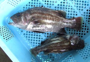 沼津港　イシナギ