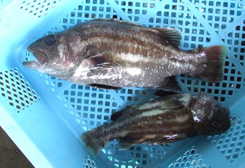 沼津港　イシナギ