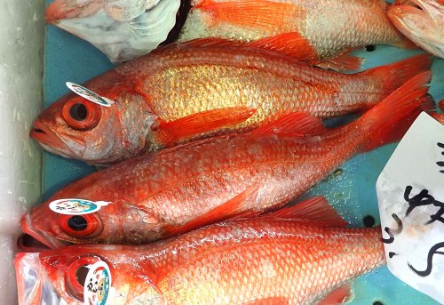 徳島県海陽町宍喰漁協アカムツ