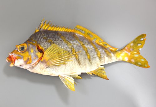 タカノハダイ