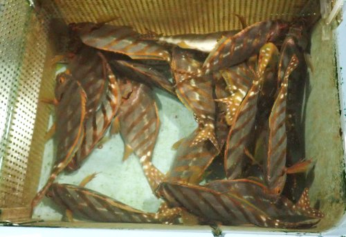 活魚槽のタカノハダイ