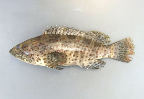 高知市浦戸湾産チャイロマルハタの若魚