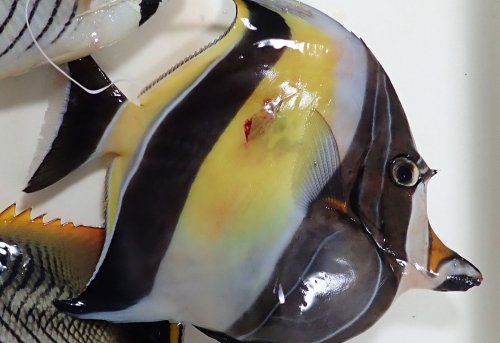 ツノダシ