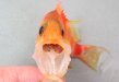 記事のサムネイル写真