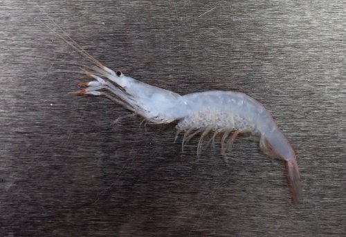 シラエビ