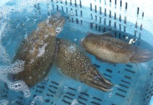 活けシリヤケイカ