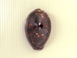タカラガイ | 市場魚貝類図鑑