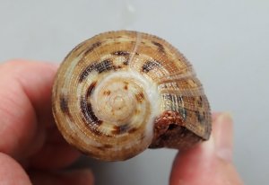クリックで拡大表示