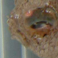 ニセダルマガレイ 市場魚貝類図鑑